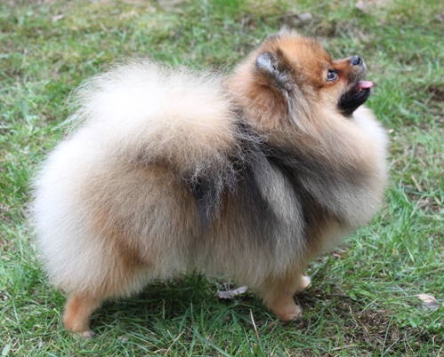 Pomeranian Chosen One