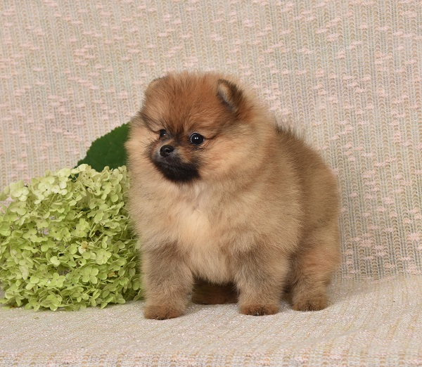 pomeranian pentu