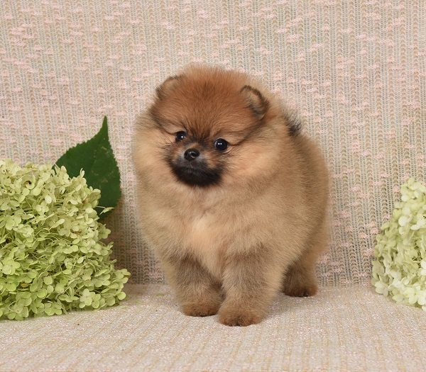 pomeranian pentu