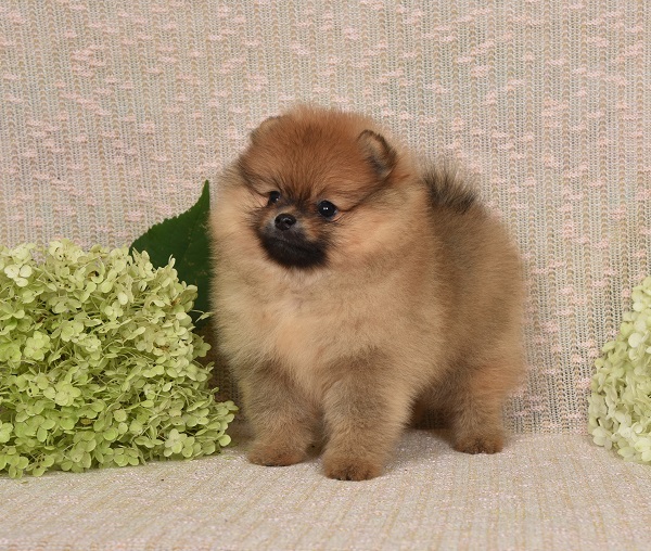 pomeranian pentu