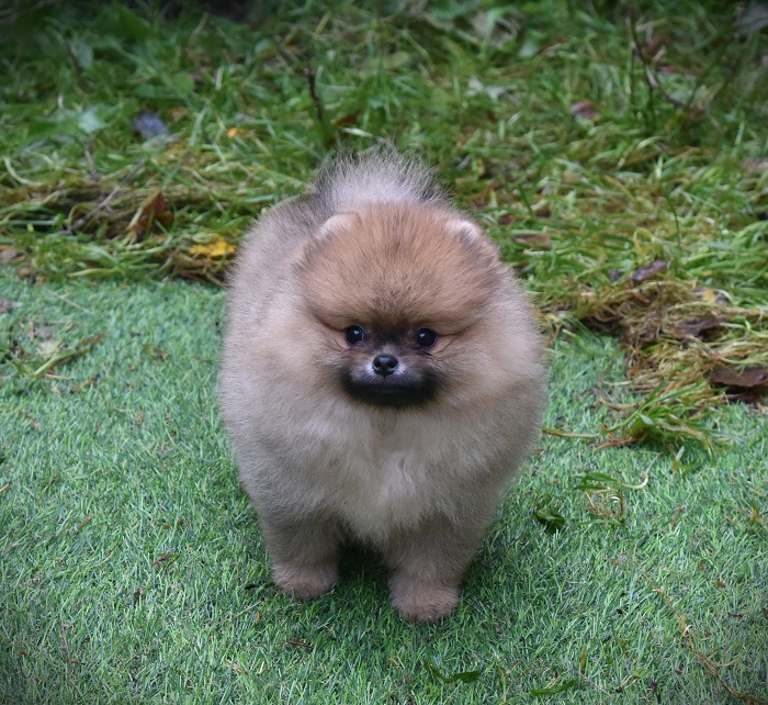 pomeranian pentu