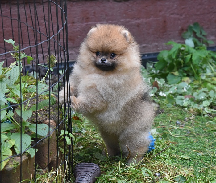 pomeranian pentu