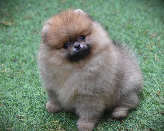 pomeranian pentu