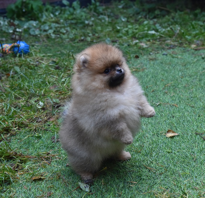 pomeranian pentu