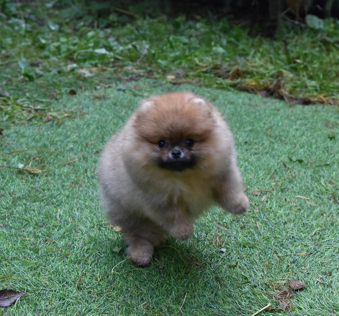 pomeranian pentu