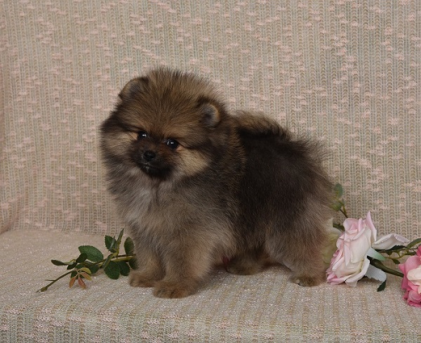 pomeranian pennut