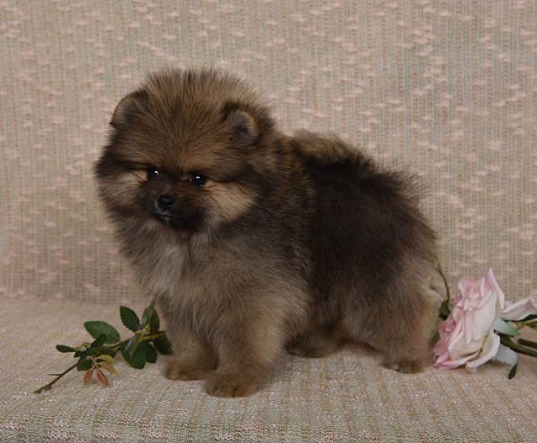 pomeranian pennut