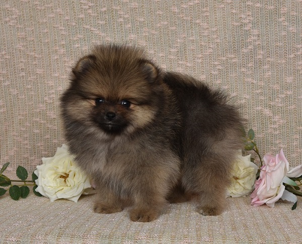pomeranian pennut