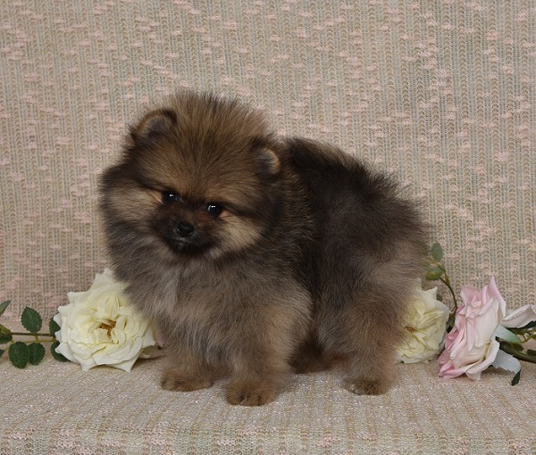 pomeranian pennut