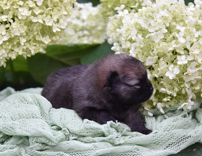 pomeranian pentu