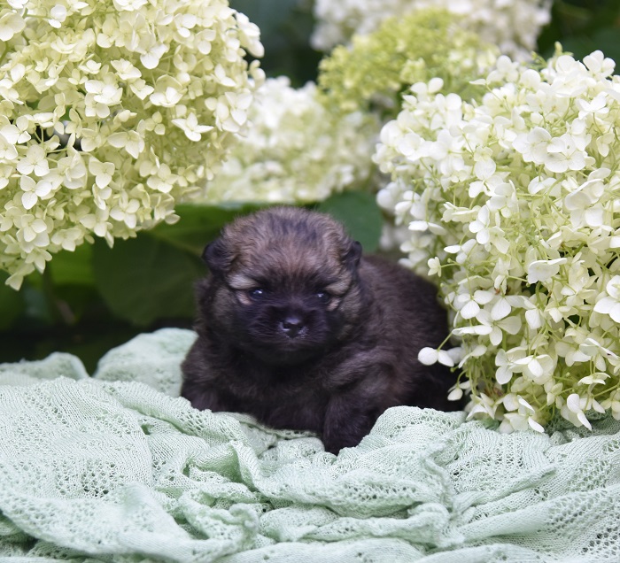 pomeranian pentu