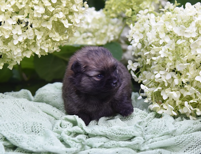 pomeranian pentu