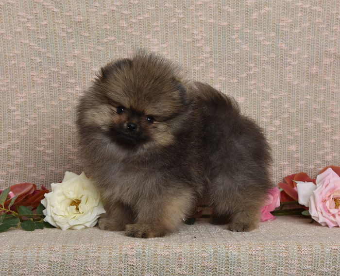 pomeranian pennut