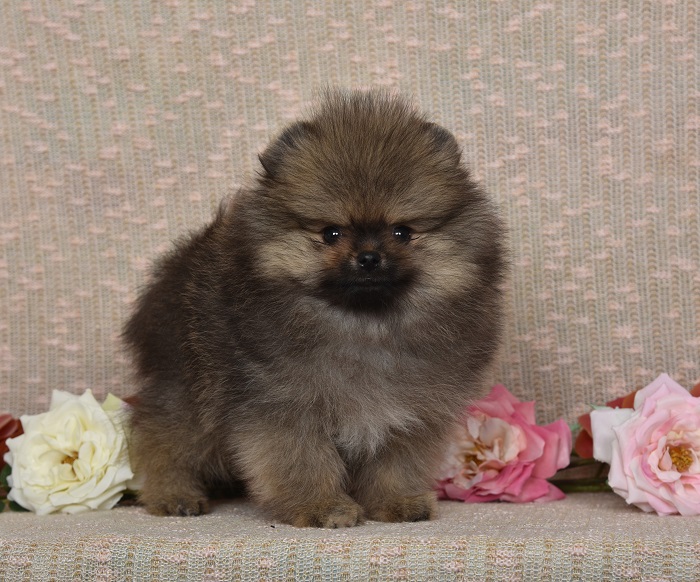 pomeranian pentu